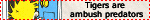 Tigers are ambush predators